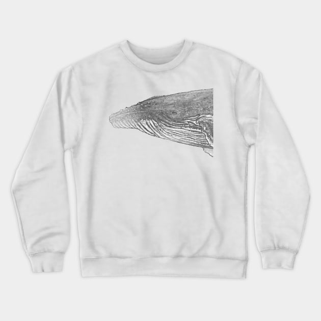 Humpback whale portrait for whale lovers Crewneck Sweatshirt by chloeyzoard